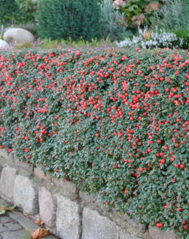 Cotoneaster dammeri "Skogholm"