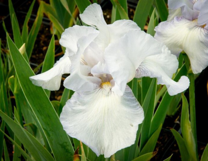 Iris german Glacier