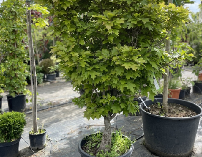 Stejar de baltă-green-dwarf-ball