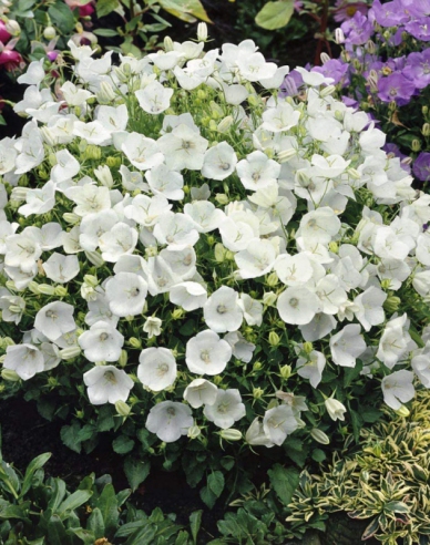 Floarea clopotului din Carpați ´Pearl White´