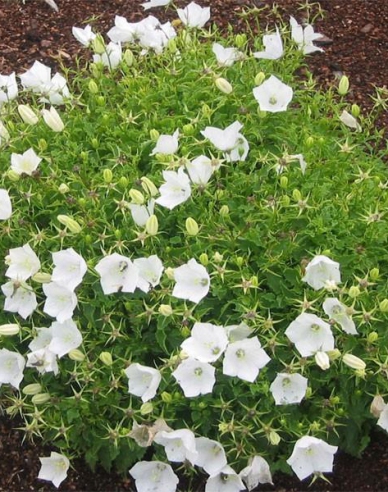 Floarea clopotului din Carpați ´Pearl White´