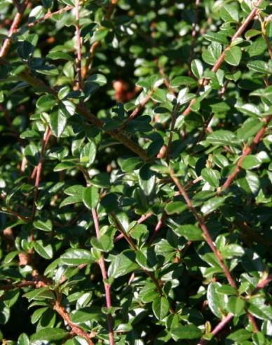 Cotoneaster dammeri "Skogholm"