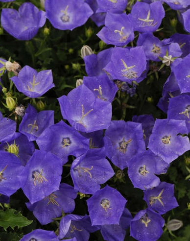 Floarea clopotului din Carpați Pearl Blue