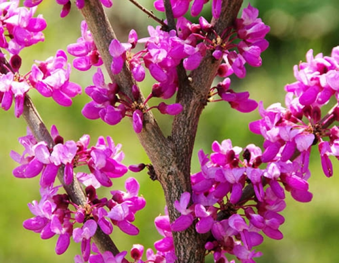 Arborele lui iuda-s
