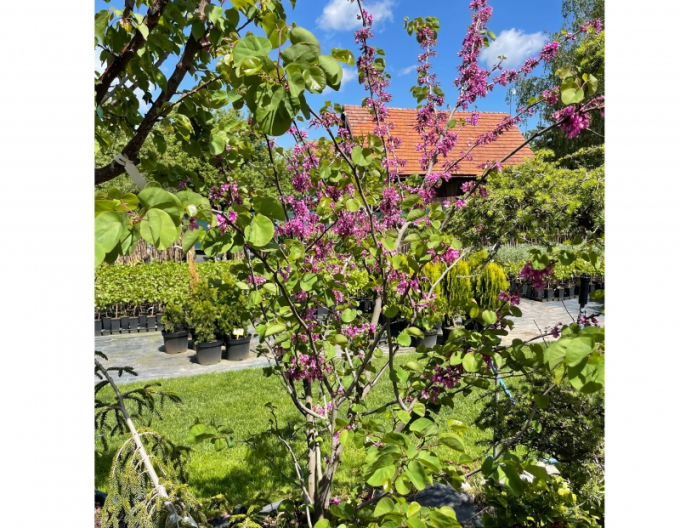 Arborele lui iuda-s
