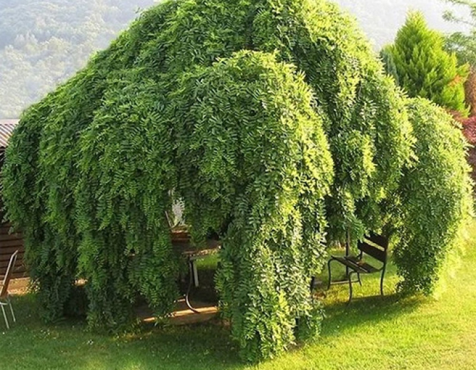 Sofora japoneză