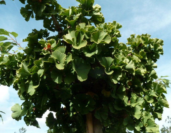 Ginko-troll pe tulpină