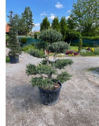Pin de pădure-bonsai