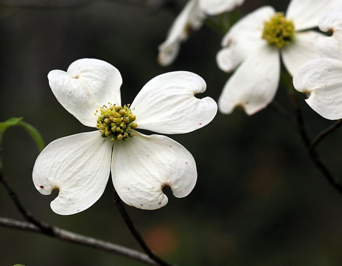 Cornus-înflorat-bianco