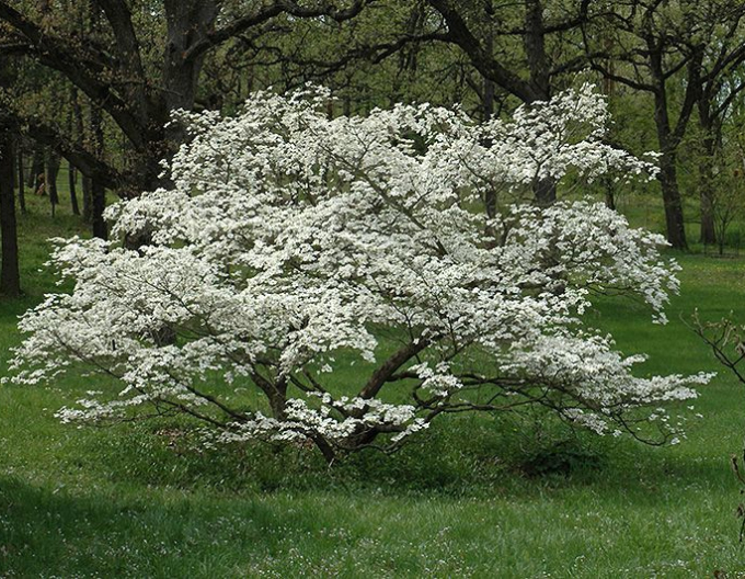 Cornus-înflorat-bianco