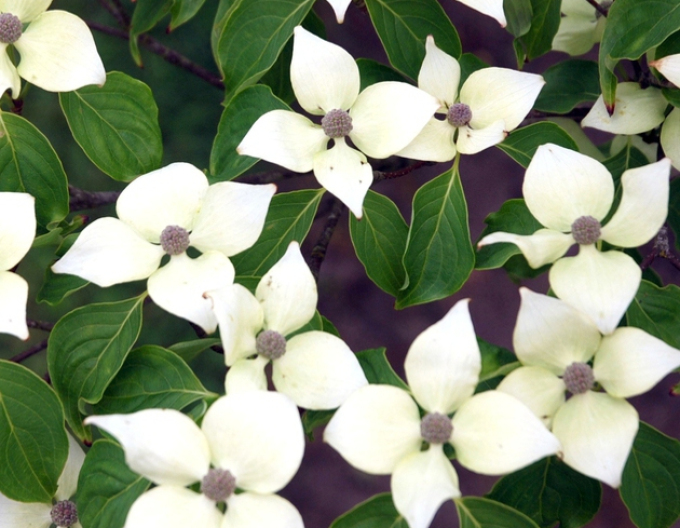 Cornus -japonez