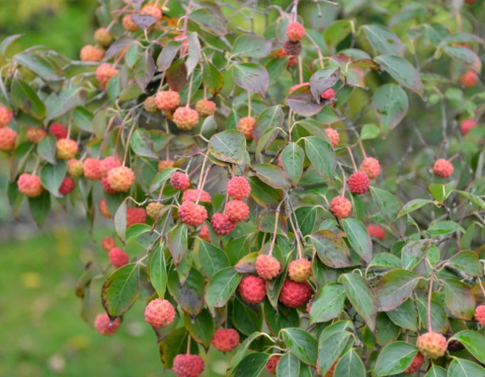 Cornus -japonez