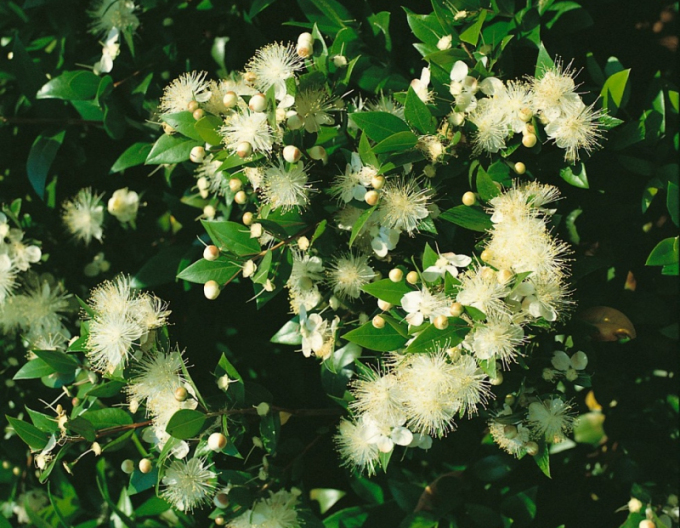 Myrtus communis
