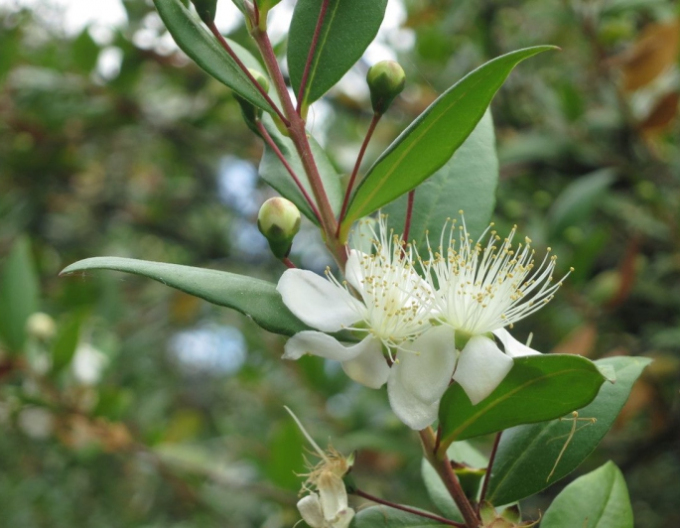 Myrtus communis
