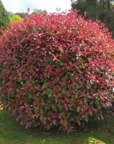 Photinia fraseri ´Red Robin´ 2l