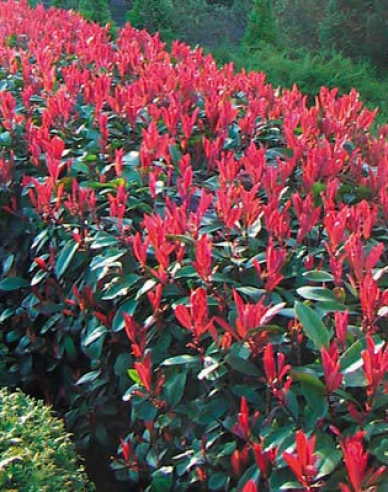 Photinia fraseri ´Red Robin´ 2l