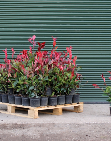 Photinia fraseri ´Red Robin´ 2l