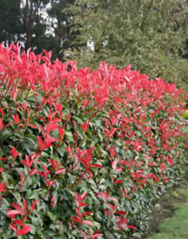 Photinia fraseri ´Red Robin´ 2l