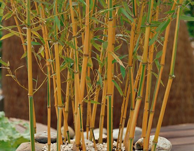 Phyllostachis ´ Aureocaulis ´