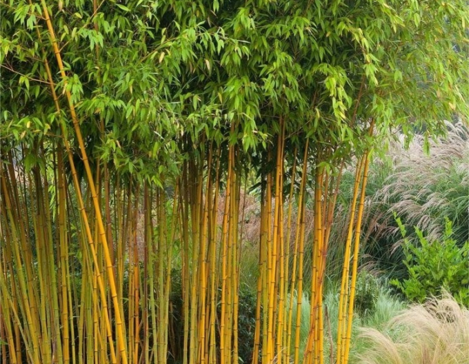 Phyllostachis ´ Aureocaulis ´