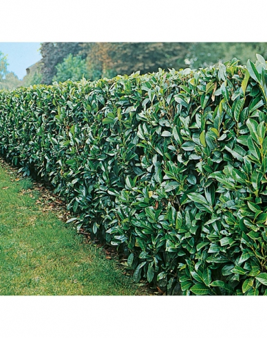 Prunus laurocerasus Novita 5L