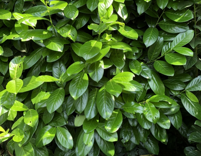 Prunus laurocerasus Novita 5L