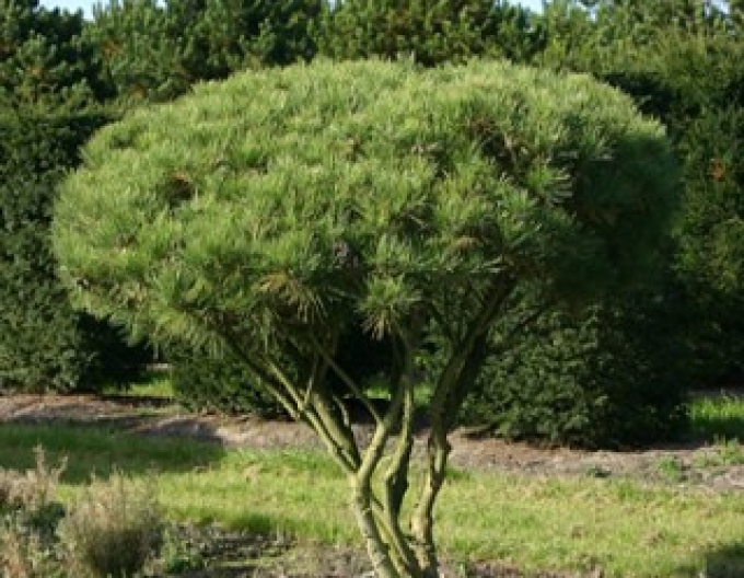 Pin de munte-jneapăn