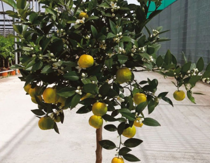 Lămâiță "Limeta Purscha