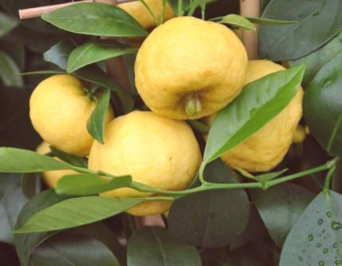 Lămâiță "Limeta Purscha