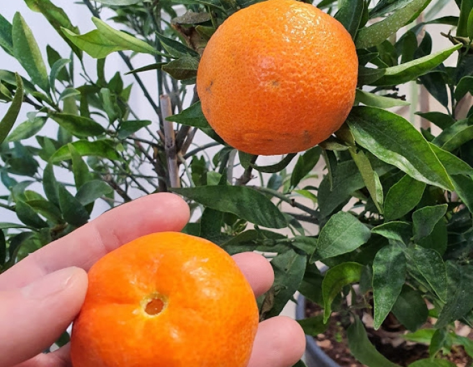 Citrus - mandarin