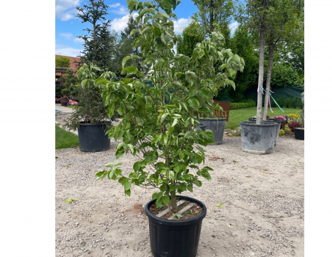 Cornus-înflorat-bianco