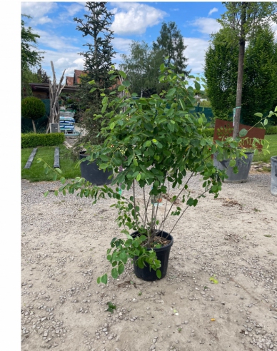Amelanchier lamarckii 120 - 140cm