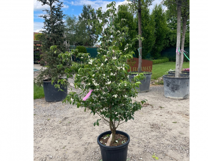 Cornus -japonez