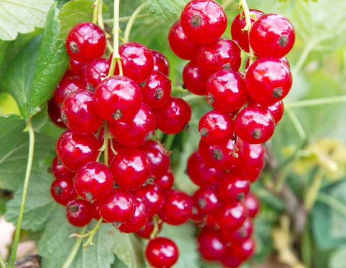 Coacăz roșu ´Rosetta´ pom fructifer 2l