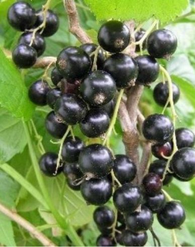 Coacăz negru "Sofijevskaja" pom fructifer, 2l