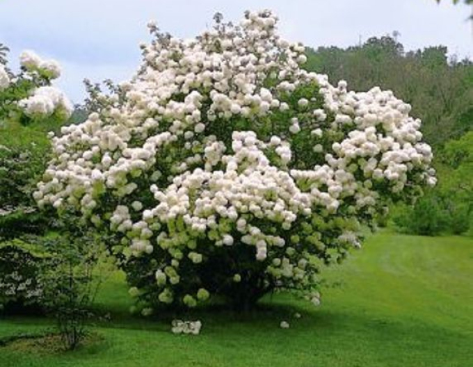 Wiburnum Burkwoodii