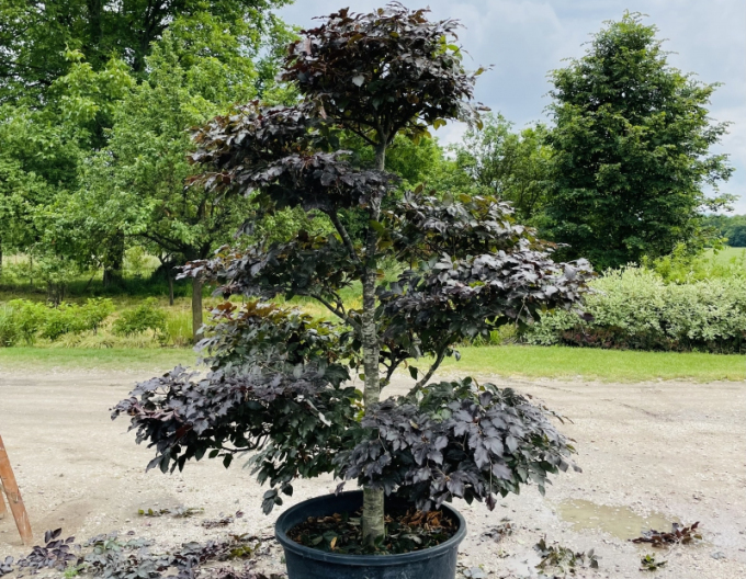 Fag de pădure-bonsai