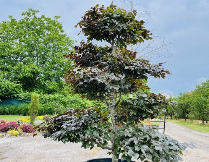 Fag de pădure-bonsai