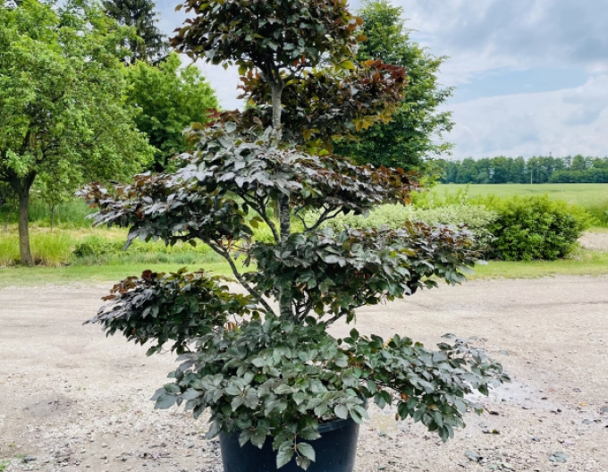 Fag de pădure-bonsai