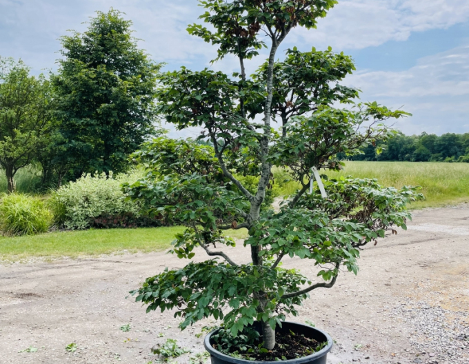 Fag de pădure-bonsai