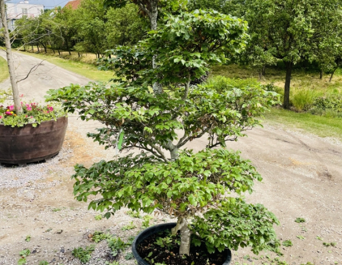 Fag de pădure-bonsai