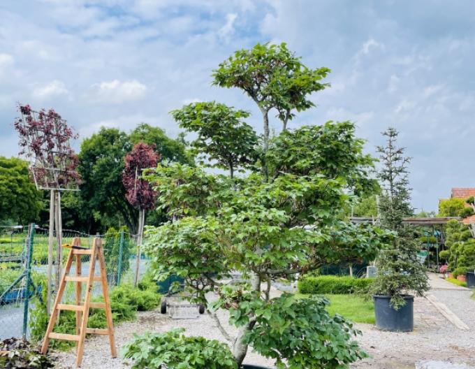 Fag de pădure-bonsai
