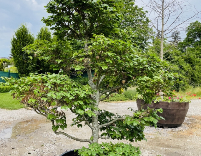 Fag de pădure-bonsai