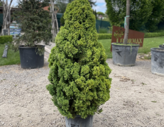 Molid alb ´Albertiana´ 100cm