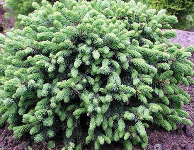 Molid alb ´ECHINIFORMIS´