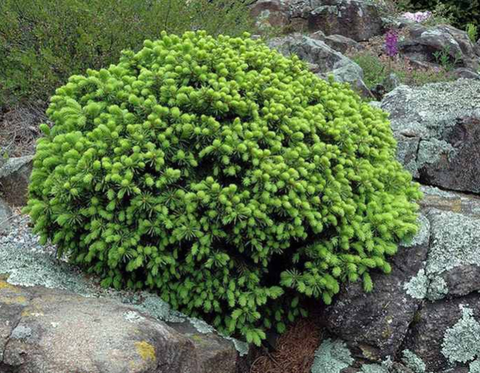 Molid alb ´ECHINIFORMIS´