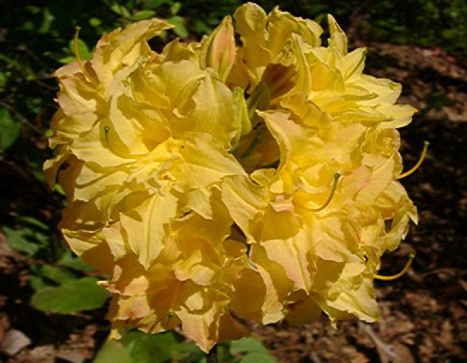 Azalee cu flori mari Yellow Pom Pom