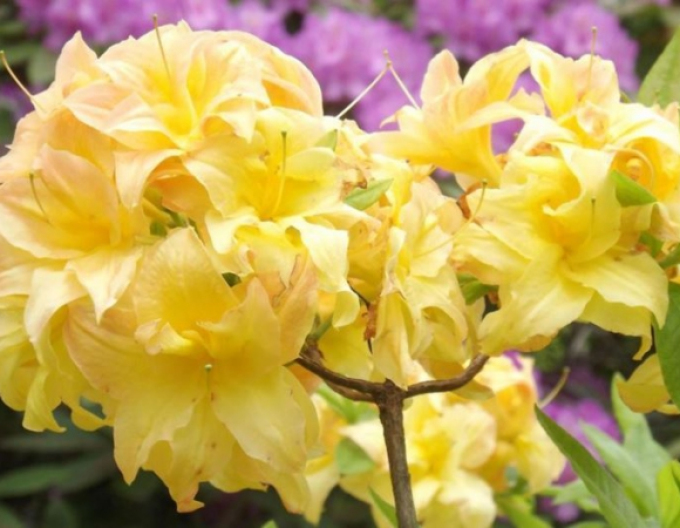 Azalee cu flori mari Yellow Pom Pom