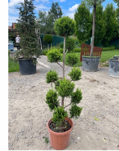 Cupressocyparis Leyland PON PON 120cm