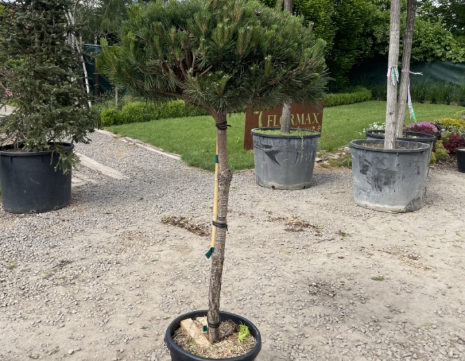 Pin negru pe tulpină